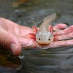 Merawat axolotl