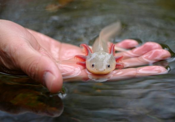 Merawat axolotl