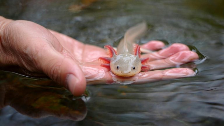 Merawat axolotl