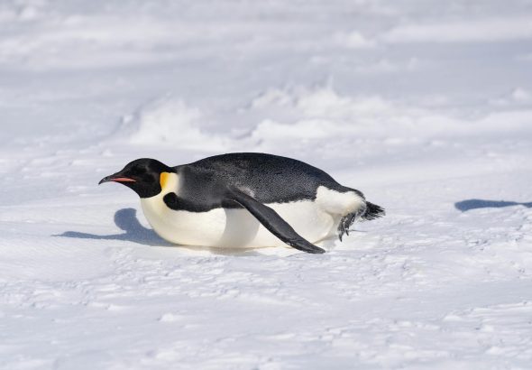 Penguin