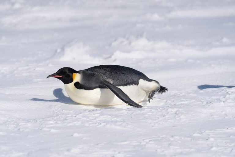 Penguin