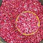 Kacang Merah