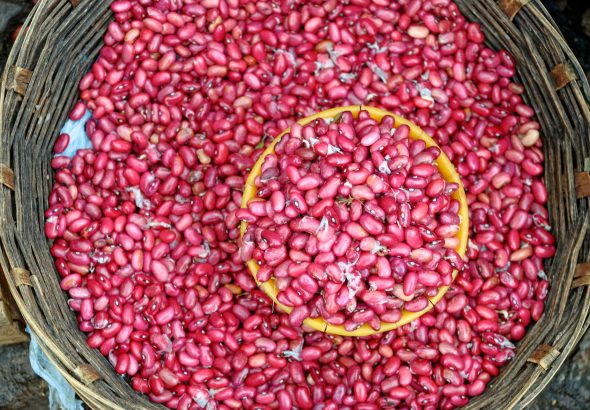 Kacang Merah