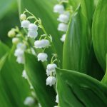 Lily of the valley