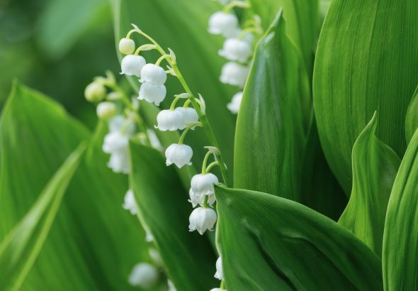 Lily of the valley