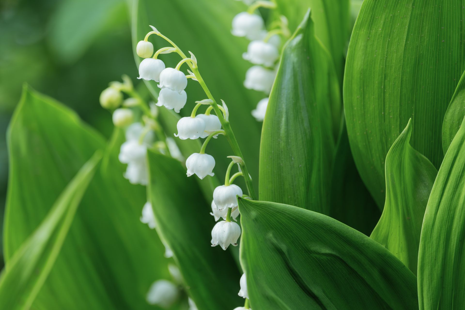 Lily of the valley
