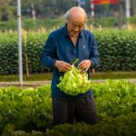 tips memanen selada