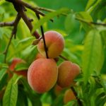 tips memanen peach