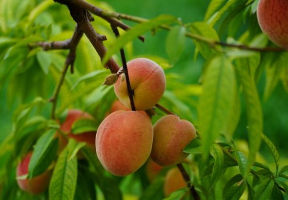 tips memanen peach