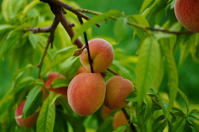 tips memanen peach